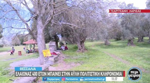 Ελαιώνας 400 ετών της Τσαριτσάνης στην πολιτιστική κληρονομιά της UNESCO