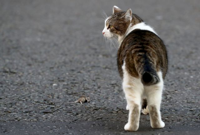 Larry the cat stands next to a mouse that he killed, in Downing Street in London Πάτρα: Αποφυλακίζεται ο άντρας που έσφαξε γάτα επειδή όπως είπε ήθελε να την φάει