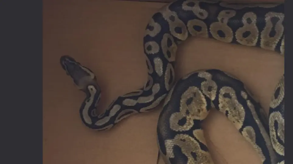 Πύθωνας έκοβε βόλτες σε σαλόνι διαμερίσματος στην Αγία Παρασκευή