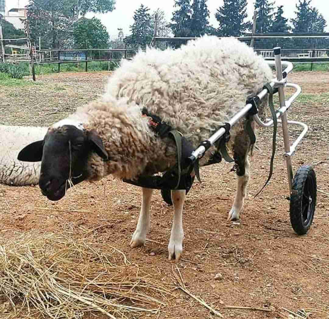 Βασίλης Τζιγκούρας, αναπηρικά αμαξίδια για ζώα, the larissapaper.gr
