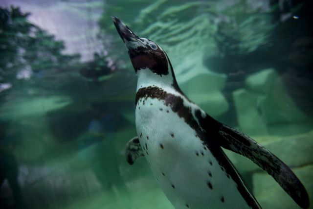 Twelve Humboldt penguins donated by