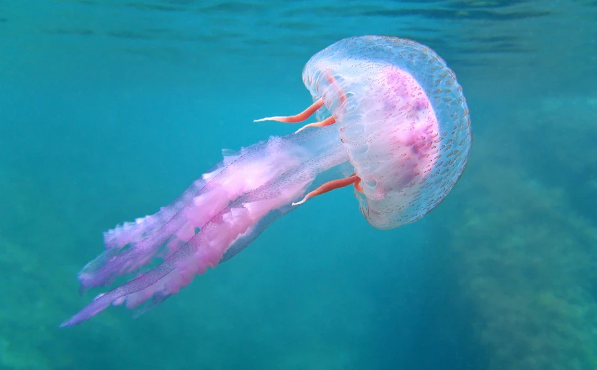 περθέρμανση του πλανήτη: Θα γεμίσουν με μέδουσες οι θάλασσες στο μέλλον;
