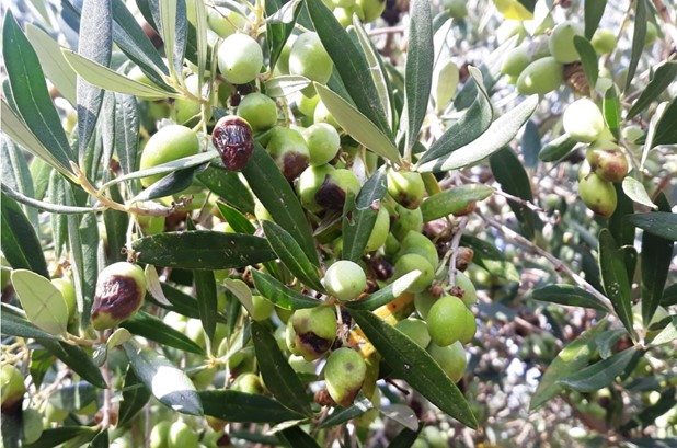 Διακοπή δακοκτονίας σε ελαιοπερίβολα λόγω αναμενόμενης βροχής