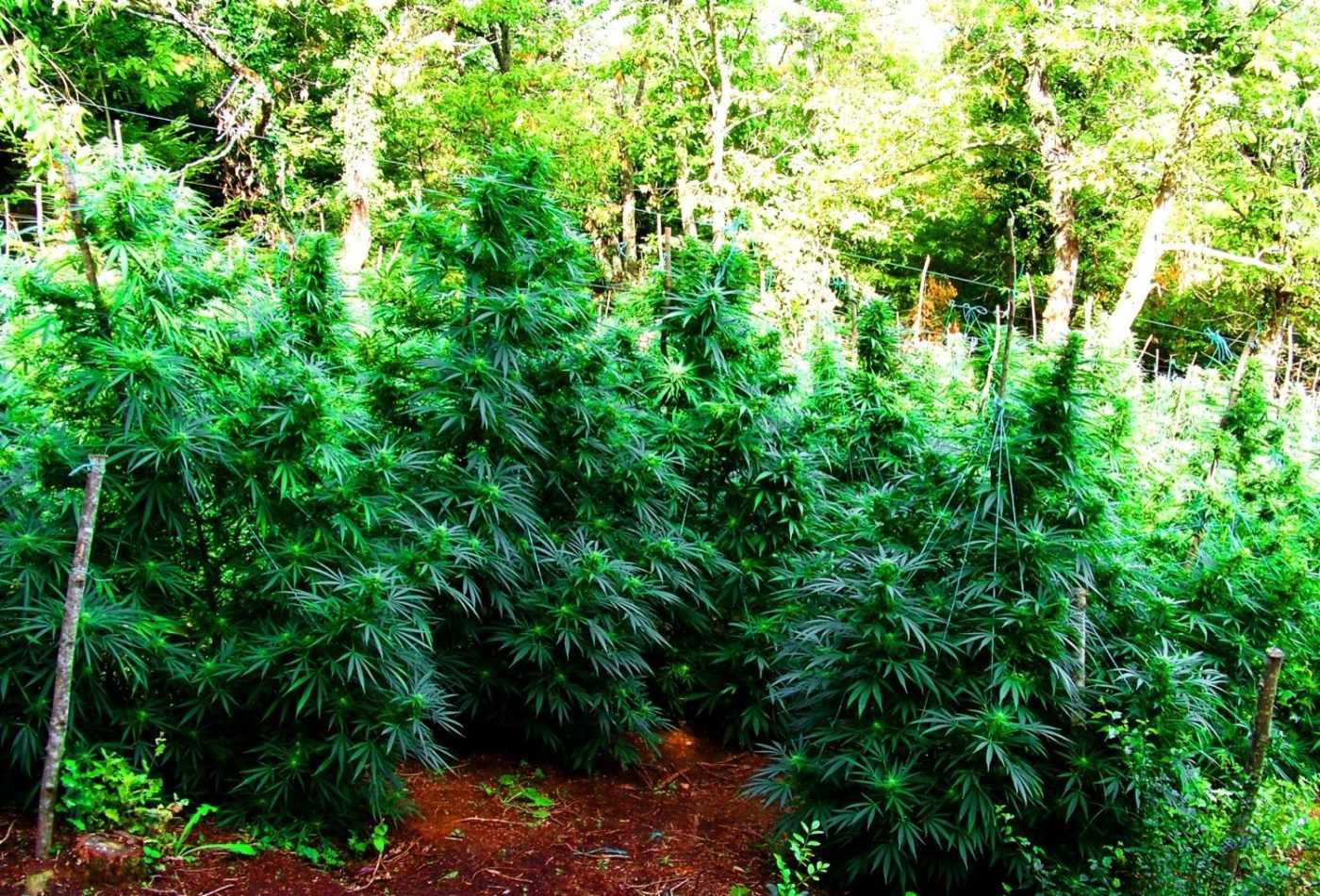 αστυνομικη επιχειρηση εκριζωσηυς χασις