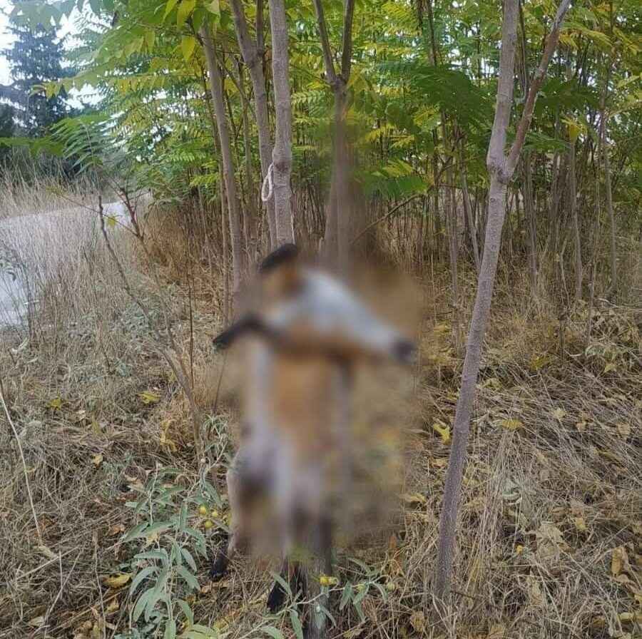 κρεμασαν αλεπου στη Λαρισα