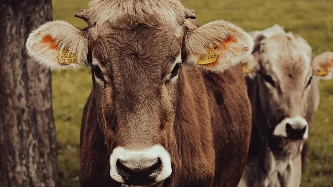 cows-7036353_960_720