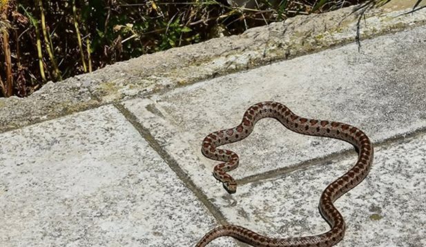 Στη ΜΕΘ του Νοσοκομείου Λαμίας γυναίκα από δάγκωμα φιδιού