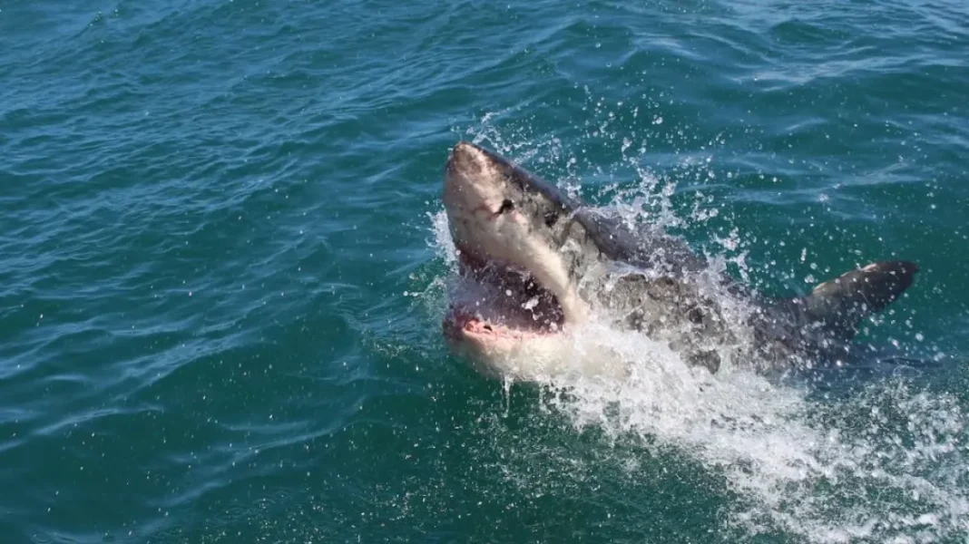 επίθεση καρχαρία