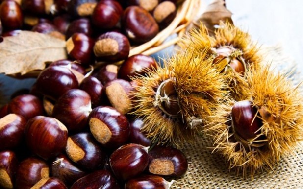 Στην Αγιά το ετήσιο Συνέδριο “European Chestnut Days”