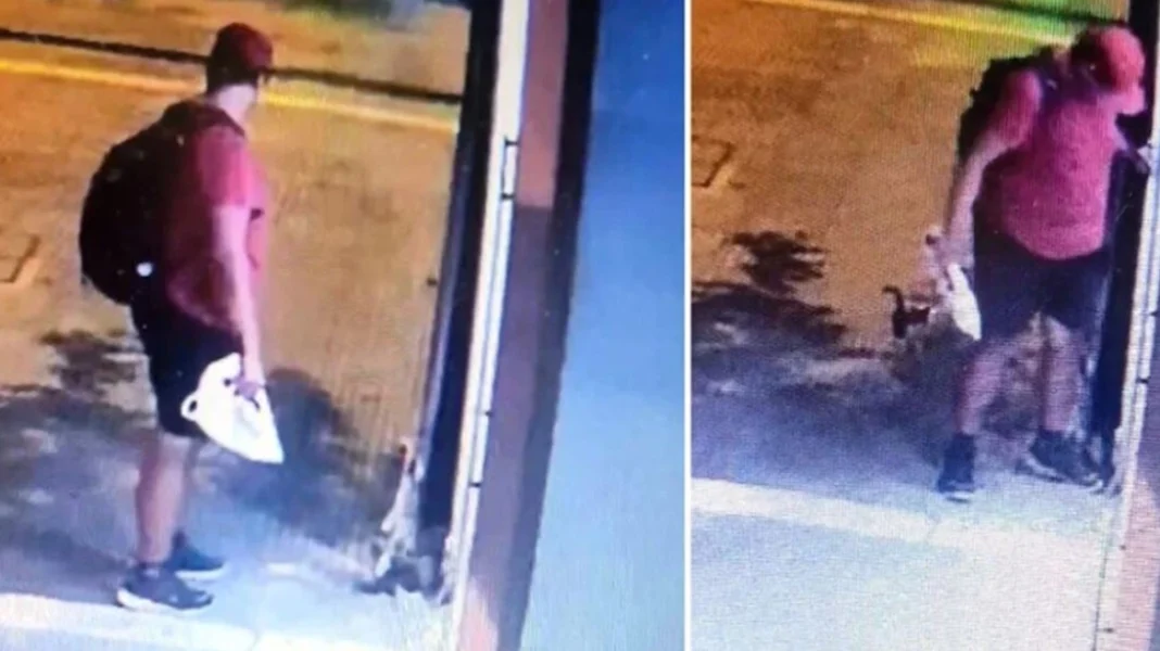 thessaloniki_gataki_arthro