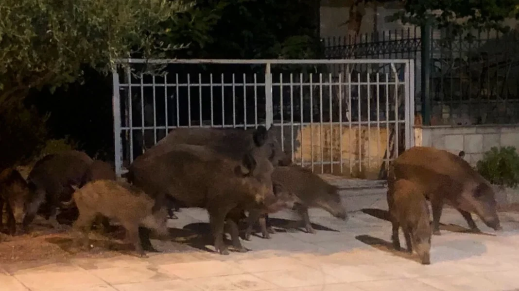 Προ των πυλών της Λάρισας τα αγριογούρουνα
