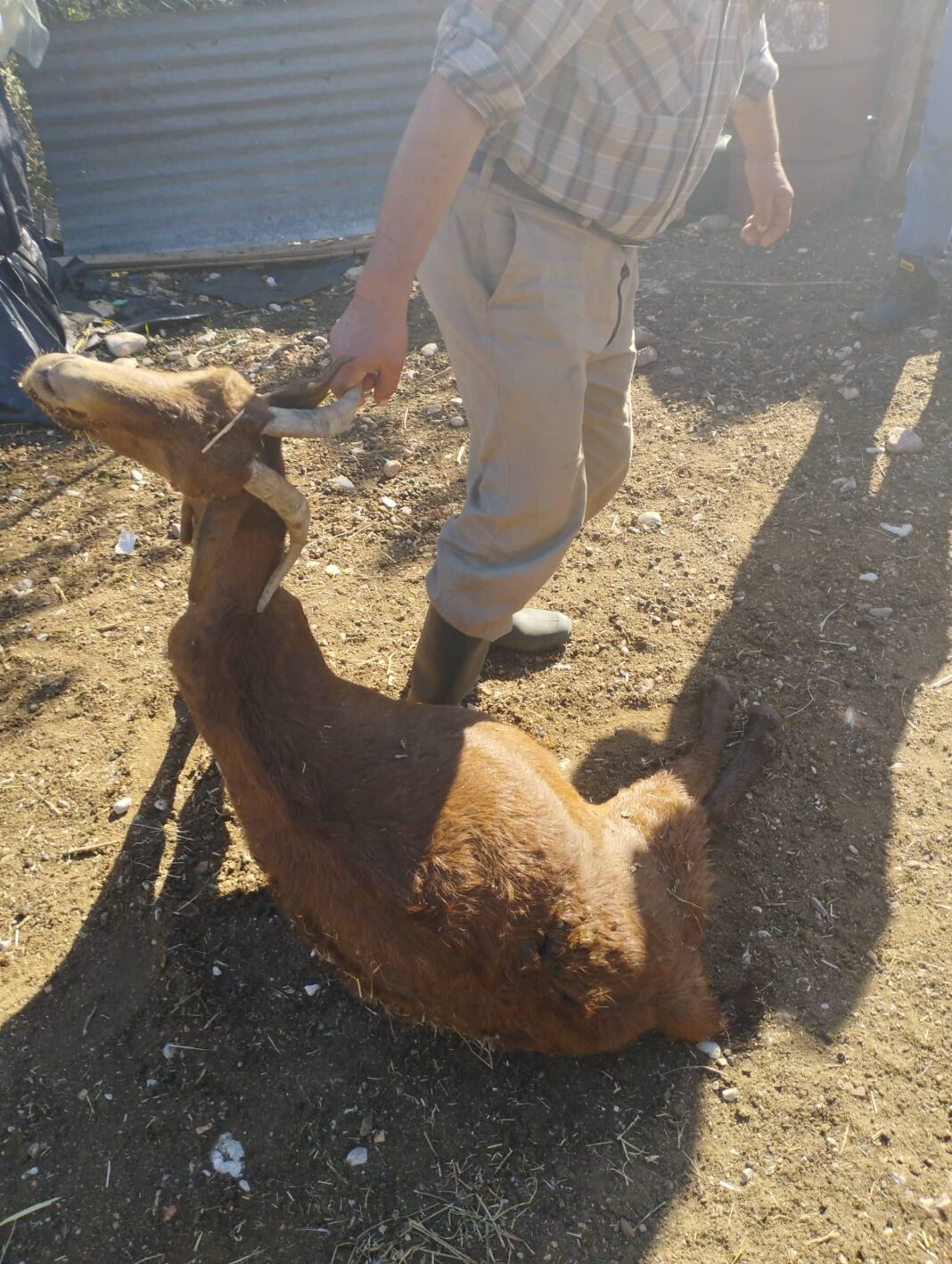aiga 1 Καρδίτσα: Αγέλη λύκων κατασπάραξε ολόκληρο κοπάδι με ζώα, 70 στον αριθμό,κινδυνεψε και ο κτηνοτρόφος