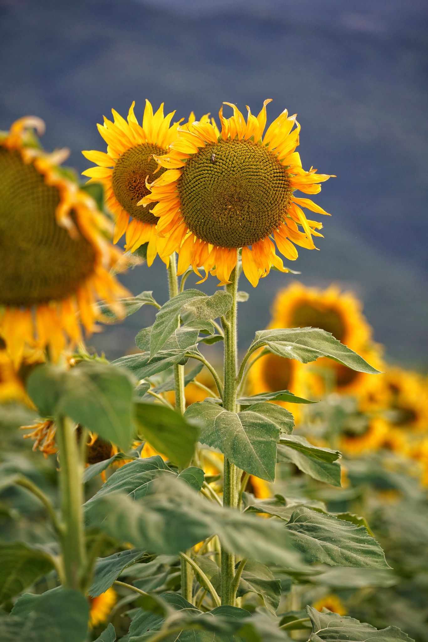 Λάρισα: Ένα μαγευτικό οδοιπορικό στο νομό από ψηλά