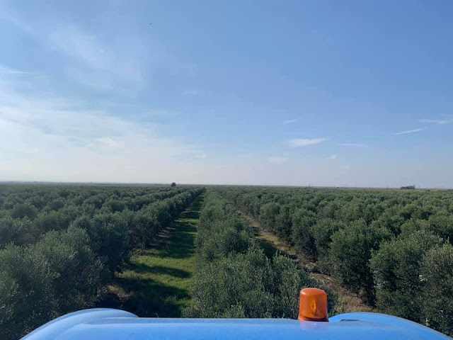 Για να χρησιμοποιηθούν οι μηχανικοί συλλέκτες, θα πρέπει οι καρποί να είναι στο κατάλληλο στάδιο ωρίμανσης
