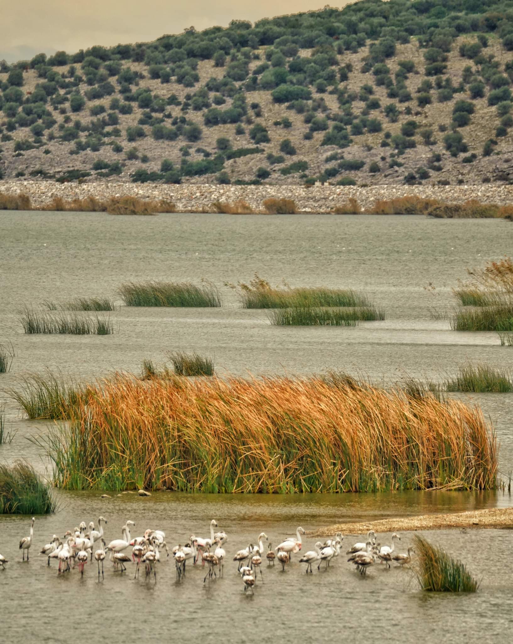 Λίμνη Κάρλα: Ένα μαγευτικό Φωτορεπορτάζ σε έναν από τους σημαντικότερους υδροβιότοπους της Μεσογείου