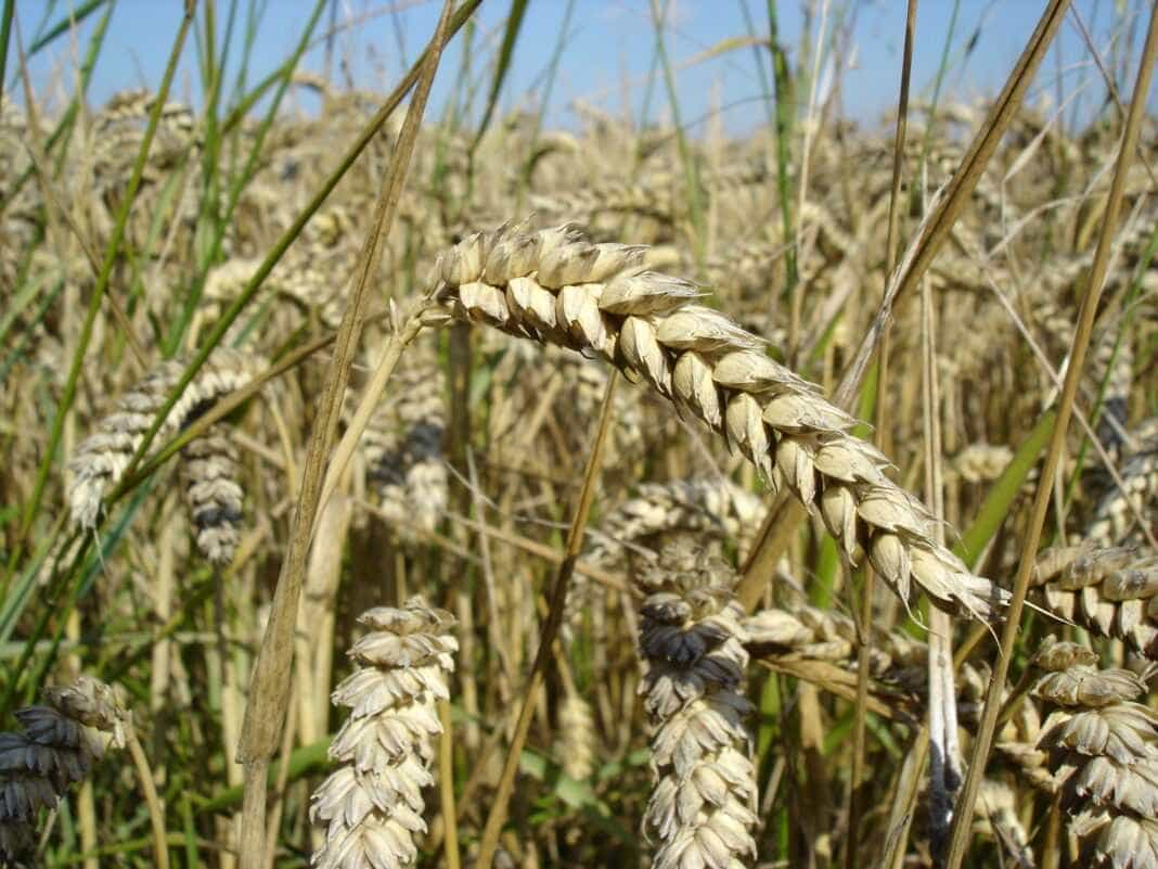 Ενημέρωση Διεύθυνσης Αγροτικής Οικονομίας σε παραγωγούς σκληρού σίτου και φακής