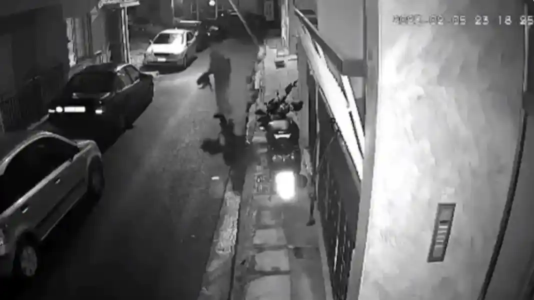 Σεσημασμένος ο 33χρονος που βασάνιζε και σκότωνε γάτες στην Αθήνα