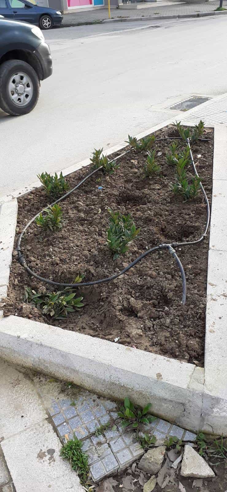 Αφαίρεσαν φυτά από παρτέρια στην οδό Ιουστινιανού