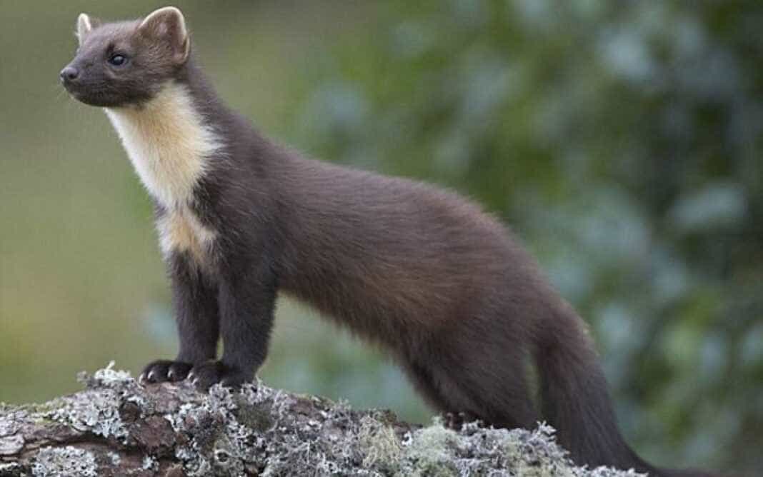 Κουνάβι μπήκε στον υποσταθμό της ΔΕΗ και έριξε τις γραμμές του ρεύματος