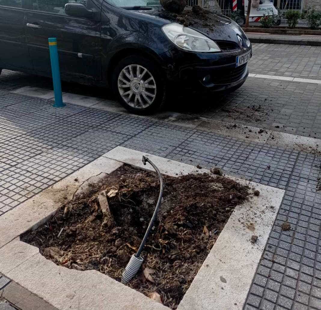 Λάρισα: Έκλεψαν και πάλι ανθόφυτα και δενδρύλια από την Ιουστινιανού