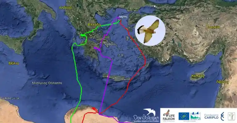 Ελλάδα αφρικη Κιρκινέζι