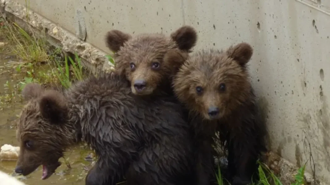 Αίσιο τέλος για τα τρία αρκουδάκια που εγκλωβίστηκαν σε φράγμα