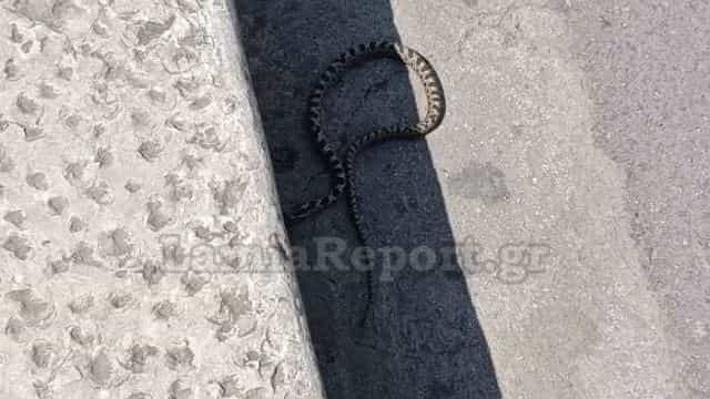 Ανησυχία σε Βόλο και Λαμία μετά την επίθεση της οχιάς στην ερπετολόγο