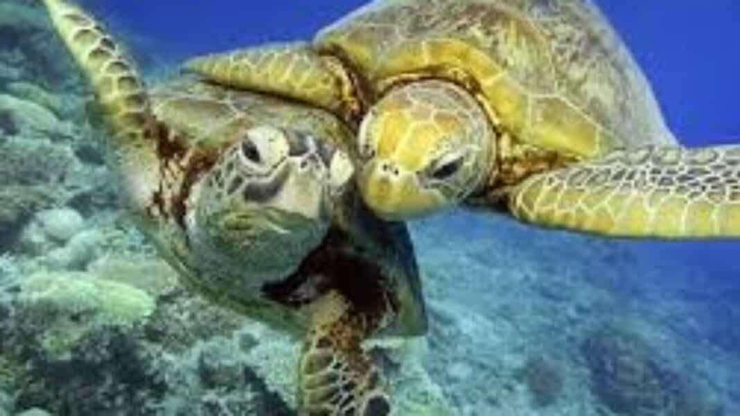 Παγκόσμια Ημέρα Χελώνας