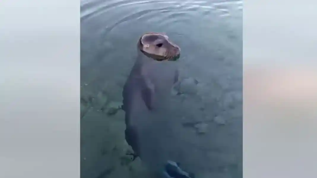 ΑΛΟΝΗΣΟΣ ΦΩΚΙΑ