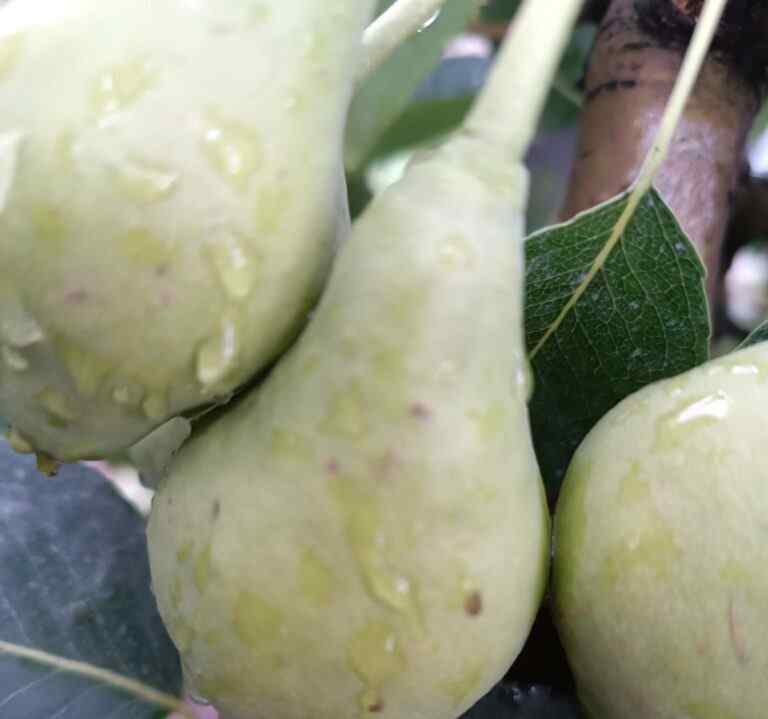 Χαλάζι χτύπησε ξανά τις καλλιέργειες στον Τύρναβο