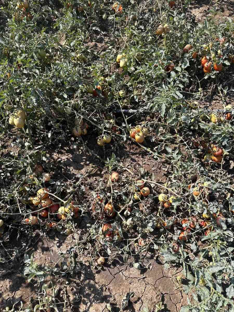 Η Περιφέρεια Θεσσαλίας συνεχίζει την καταγραφή ζημιών σε καλλιέργειες