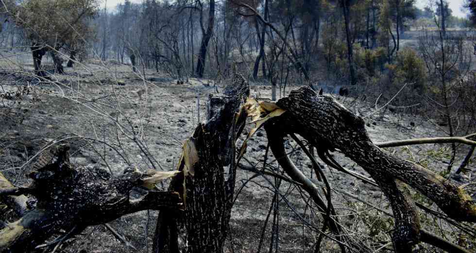 αποζημιώσεις στις περιοχές που επλήγησαν από τις πυρκαγιές του καλοκαιριού 2023