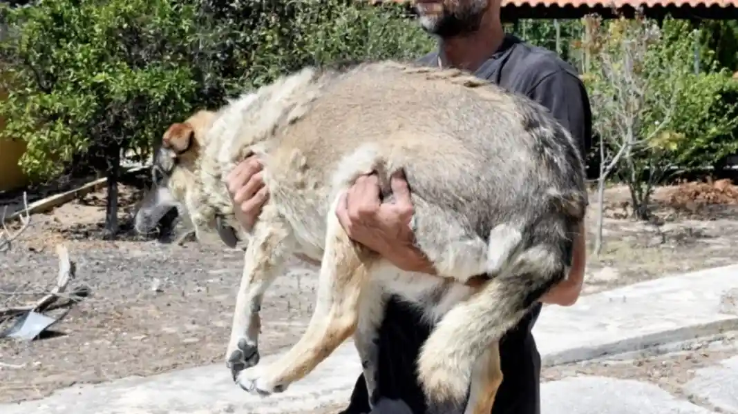 Παρέμβαση εισαγγελέα για τους σκύλους και τις γάτες που κάηκαν σε ιδιωτικό καταφύγιο