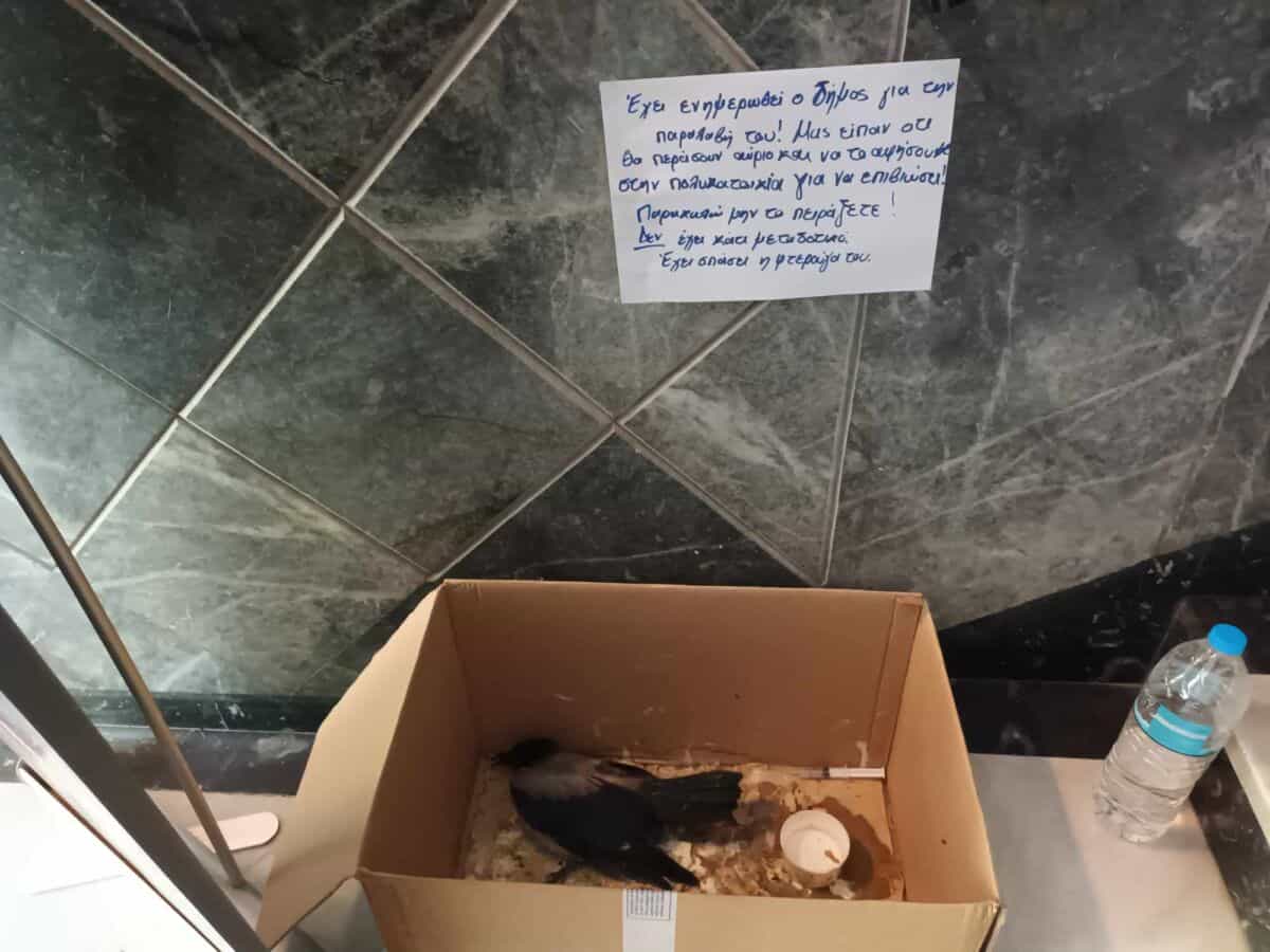 Λαρισαιος πολίτης περιέθαλψε τραυματισμένο πουλί εν μέσω καύσωνα