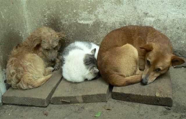 international_homeless_animals_day Διεθνής Ημέρα Αδέσποτων Ζώων