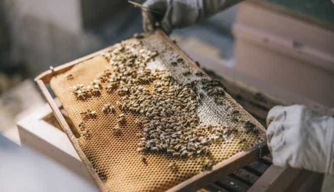Σύμφωνα με τα διαθέσιμα στοιχεία, η παραγωγή του μελιού φέτος είναι έως και 70% μειωμένη.
