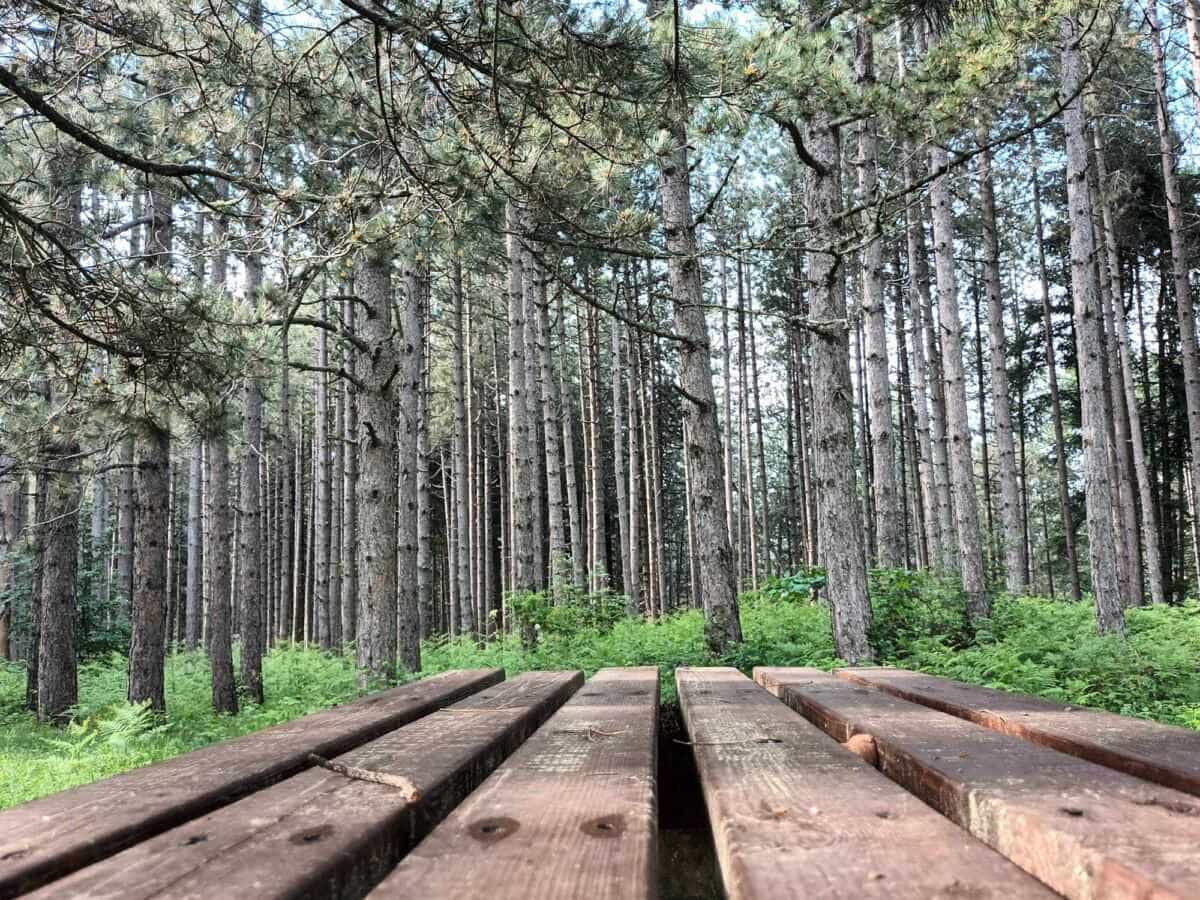 Παναγία «Πατωμένη» στην Καλλιπεύκη Λάρισας