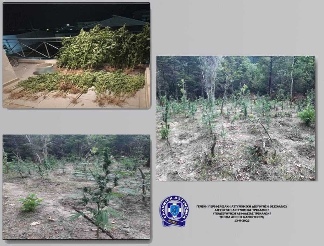 Κατασχέθηκαν -139- δενδρύλλια κάνναβης, ύψους έως -2,20- μέτρα
