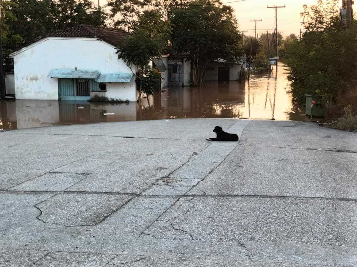 Λάρισα: Δραματικές στιγμές για την συνοικία Ιπποκράτη - Ξεχειλίζει ο Πηνειός