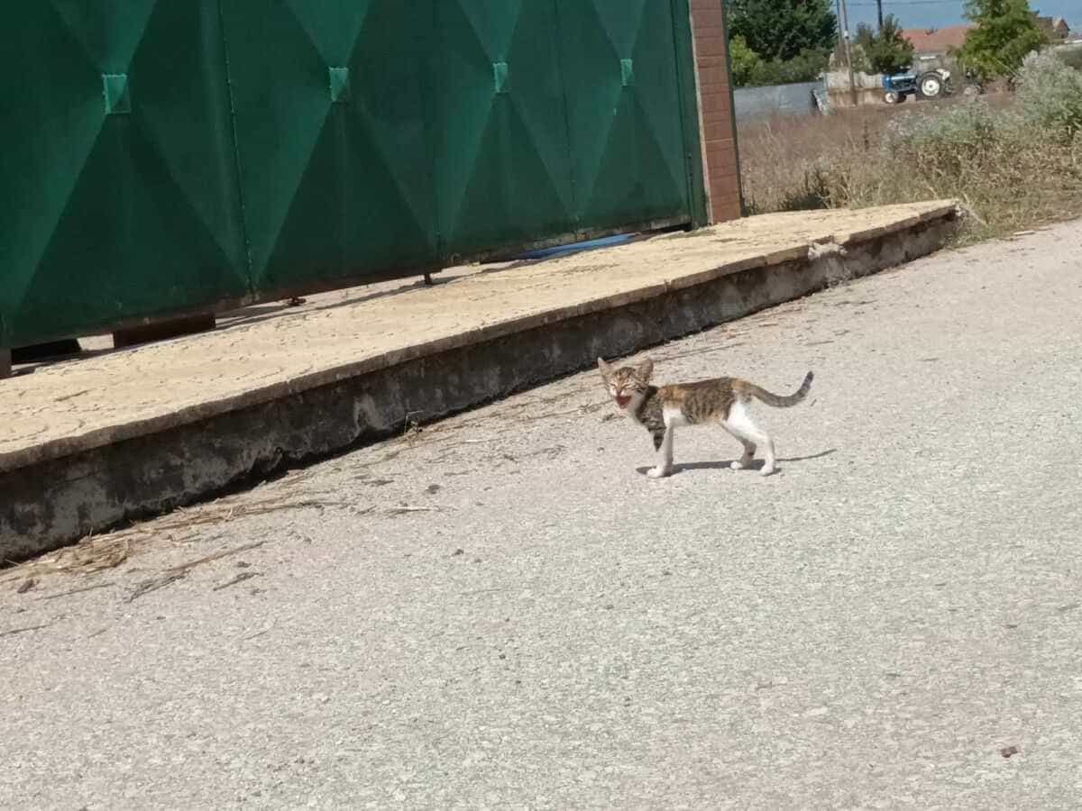 Κουλούρι Λάρισας: Η απόλυτη καταστροφή 