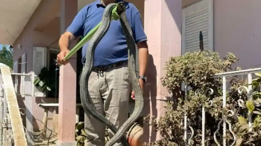 Φίδι μήκους 2,5 μέτρων εμφανίστηκε σε πλημμυρισμένο σπίτι στον Παλαμά Καρδίτσας