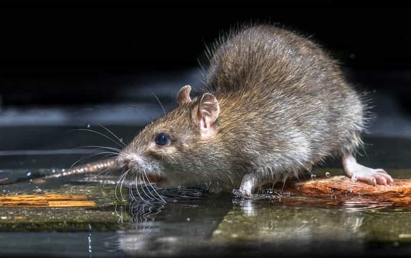 Η λεπτοσπείρωση χτυπάει την πόρτα της Θεσσαλίας