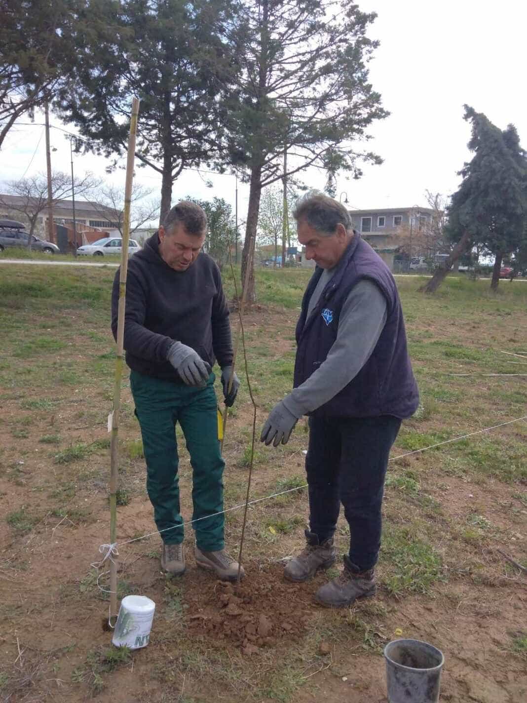 Δενδροφύτευση 200 δέντρων στον Πυργετό από τον Δήμο Τεμπών
