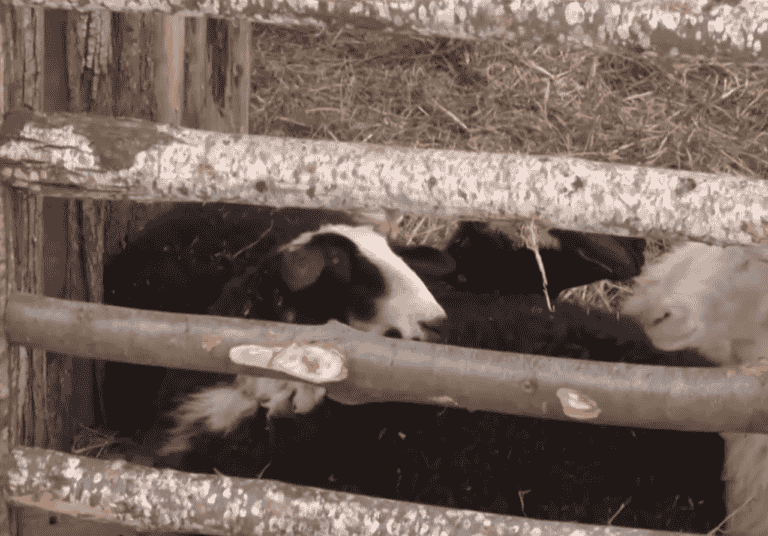 Παρέμβαση Εισαγγελέα για ζωντανά ζώα στις φάτνες ζητούν οι Κτηνίατροι