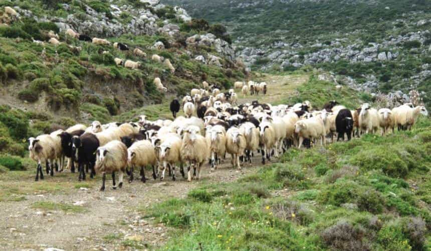 Δημοσιεύτηκε η πρόσκληση για την εξισωτική του 2024 ύψους 255 εκ. ευρώ – Οι δικαιούχοι
