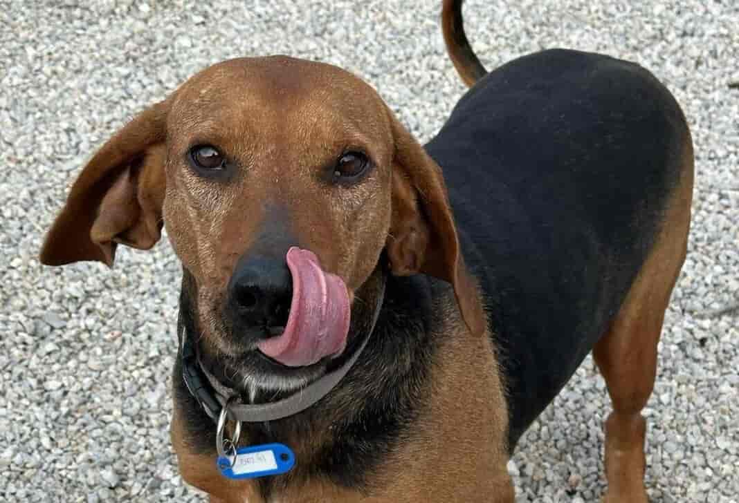 Η Κίρα με τα υπέροχα γλυκά μάτια σώθηκε από τις πλημμύρες της Θεσσαλίας και ψάχνει ένα μόνιμο σπίτι