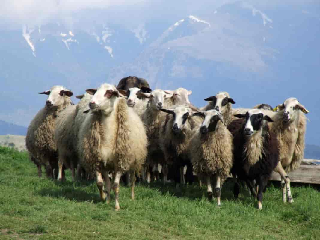 provata κτηνοτροφοι θεσσαλίας
