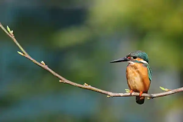 alkyoni alcedo-atthis αλκυονιδες μερες