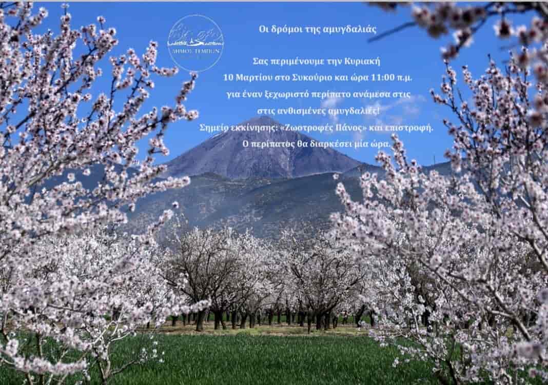 Screenshot_20240306_154930_Adobe Acrobat «Οι δρόμοι της Αμυγδαλιάς» στο Συκούριο!