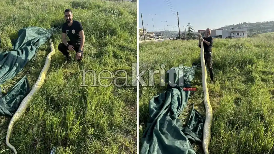 Ηράκλειο: Πύθωνας 5 μέτρων εντοπίστηκε σε χωράφι